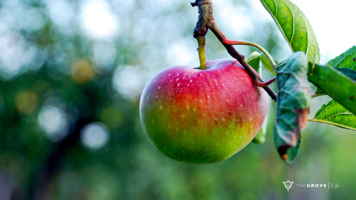 Top 3 Vitamins & Top 12 Tonic Herbs for Immunity.