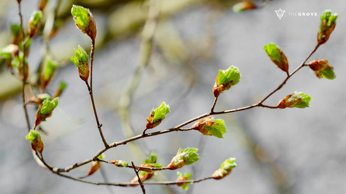 Boost through Spring with Ayurveda